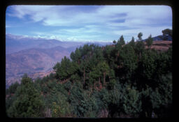 Himshrinkhala ra Jangalko drisya (हिमशृंखला  र जँगलको दृश्य / Forest and Mountain Range in the Background)
