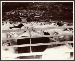 Milking the ewes at Valþjófsstaður 