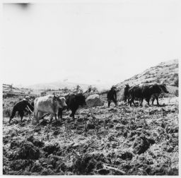 Plowing with ox-drawn plow Avando