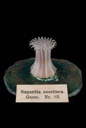 Sagartiogeton laceratus