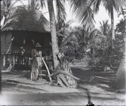 Farmer with harrow against coconut tree