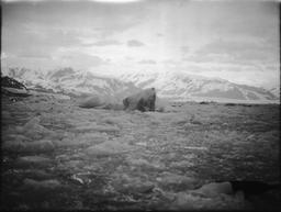 Ice pack in front of Turner Glacier