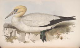 Black-tailed Gunnet ca. 1837