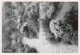 Man leaning over flowers in a garden