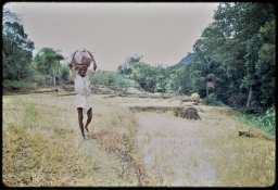 Householder transporting midday meal to paddy lands