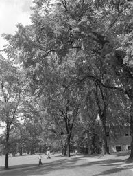 Elm trees between Stimson and Goldwin Smith Halls, looking north.