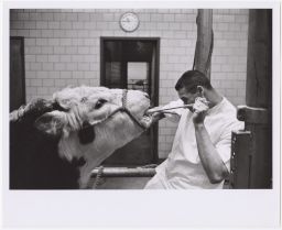 Vet with hand in cow's mouth