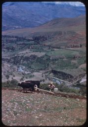 Plowing rocky fields, Vicos, Ancash