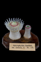 Caryophyllia (Caryophyllia) smithii