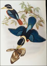 [Gaudichaud's Kingfisher] Sauromarptis gaudichaudi.: J.Gould & W. Hart del et lith.: Walter, Imp.