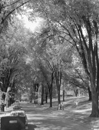 Ostrander Elm trees (planted 1877) on East Ave., looking northward to Baker Lab.