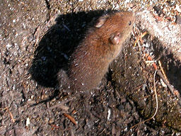 Southern red-backed vole molar
