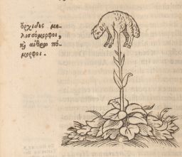 Magnes: Boromez or lamb-plant of Tartary