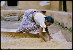 Householder spreading unhusked rice in courtyard to dry