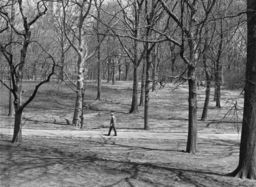 Pedestrian on pathway, Central Park
