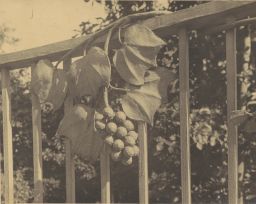 S. Forry Laucks Residence Grape Vine Decoration on Railing