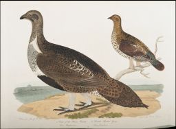 1. Cock of the Plains, female.: Tetrao urophasianus: 2. Female Spotted Grouse.: Tetrao Canadensis: Drawn from Nature by A. Rider: Engraved by Alexander Lawson