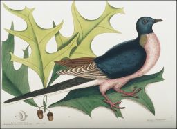 Quercus Efculi divifura, foliis.: ainpliorbus aculætis Pluk Hist.: Red Oak: Palumbus Migratorius: the Pigeon of Passage