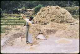 Householder winnowing grain at threshing floor