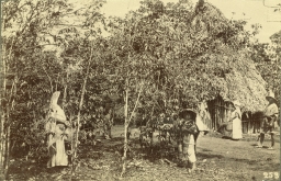 Coffee Plantation, State of Veracruz      