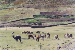 Alpacas grazing, La Unión