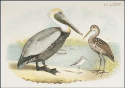 1.Brown Pelican (Pelicannus fuscus): 2.Caran-crying bird-Courlan (Aramus giganteus): 3.Stilt Sandpiper (Micropalama himantopus)