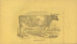 Short Horned Cows, &c. Apricot