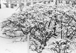 Snow-covered fence and bushes, Bronx