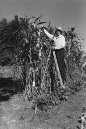 Professor Lowell Randolph Measuring Corn