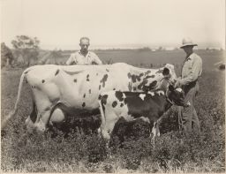 W.W. Fortune, Essex, NY, local leader in dairy improvement and President of Essex County Farm Bureau, with Old Gold Dust (cow), 17 years old.