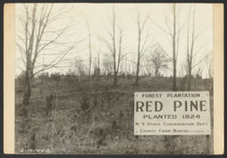 Red Pine demonstration plantation, Earl Brainard farm, Ellington, Chatauqua County