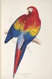 Macrocercus Aracanga - Red and Yellow Macaw
