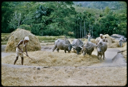 Householders threshing paddy at threshing floor with water buffalo