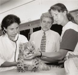 Three Vet Workers Examin a Cub