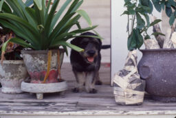 Dog at Evelina Antonetty's home, Salinas, Puerto Rico