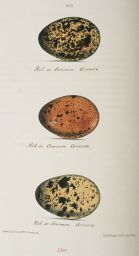Red or Common Grouse: Drawn on Stone by W. C. Hewitson: Day & Haghe, Lithrs. to the King