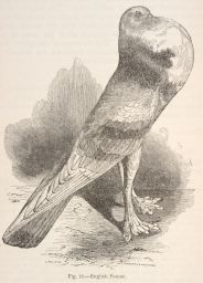 English Pouter pigeon.