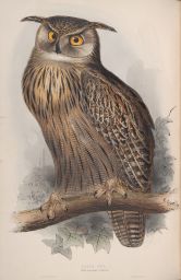 Eagle Owl - Bubo Maximus ca. 1832