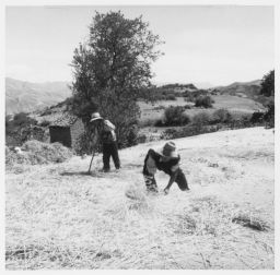 Winnowing wheat Frigo- Atu Corral