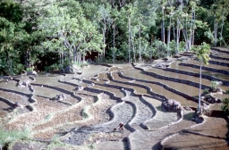 Flooded paddy terraces