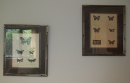 Anna Comstock's Butterfly Drawings