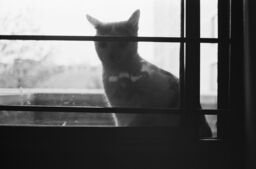 Cat in window, Michelangelo Apartments