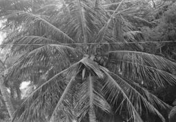 Coconut tree in Evelina Antonetty's yard, Salinas, Puerto Rico