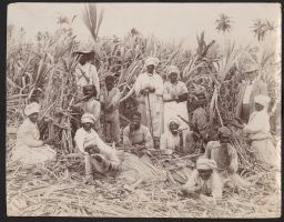 Men and woman posing in sugar cane field