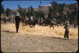 Thrashing maize using horses