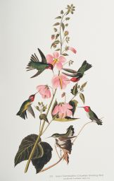 Anna's Hummingbird, [Columbian Humming Bird].: Apodiformes Trochilidae, Calypte anna, p. 251.