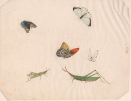 Early Chinese export watercolors No.26 depicting butterflies and grasshoppers