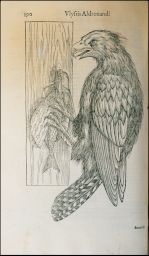 Osprey [Fish Hawk]: Aquilam Orfraye (ita Haliætos Gallis dicitur), 190.