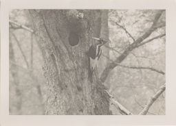 Male Ivory-bill Woodpecker at Nest