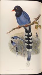 Vol. 5, Plate 46: Urocissa caerulea, Gould (Formosan Blue Pie)